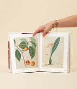 John Reeves - Pioneering Collector of Chinese Plants and Botanical Art