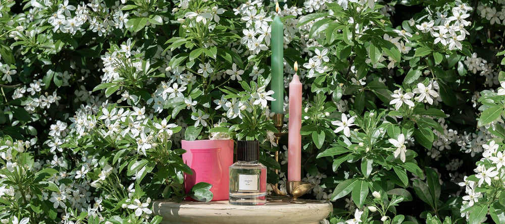 nouveauté trudon été